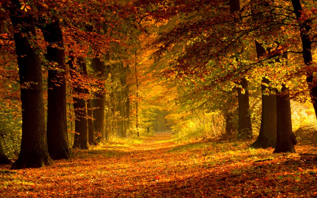 The road covered with leaves in the woods