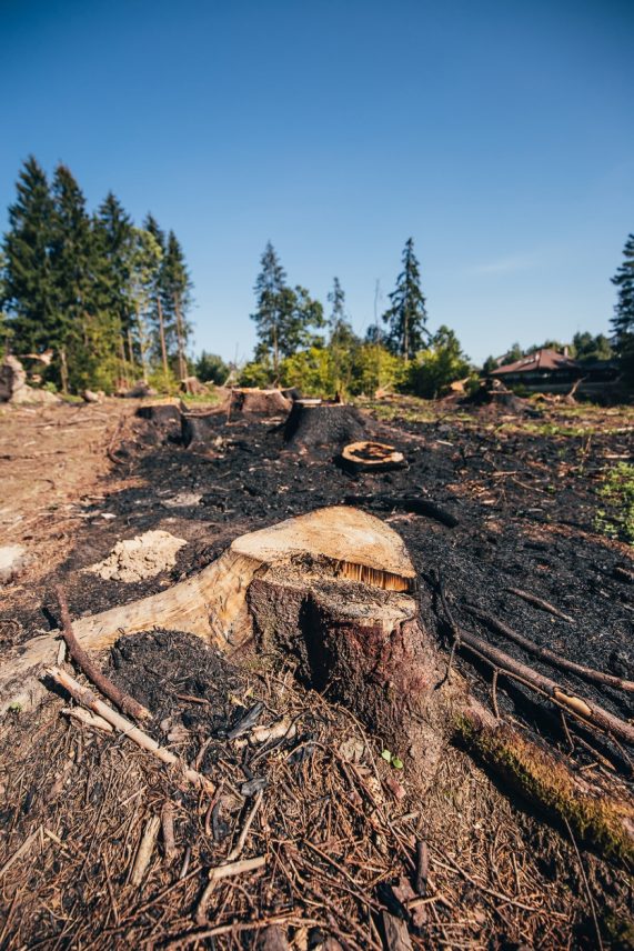 Stumps after cutting trees - a wide clearing in the forest - burnt trunks and grass at the site of felling