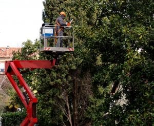 A worker with a chainsaw prunes the trees from an aerial platform .
