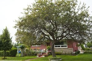 A large crab- apple tree in front of an old style red brick house.