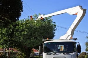A professional tree trimmer trimming a tree growing under a electricity power line for public safety and reliability of electric service.