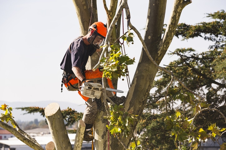 Man sawing tree with chainsaw