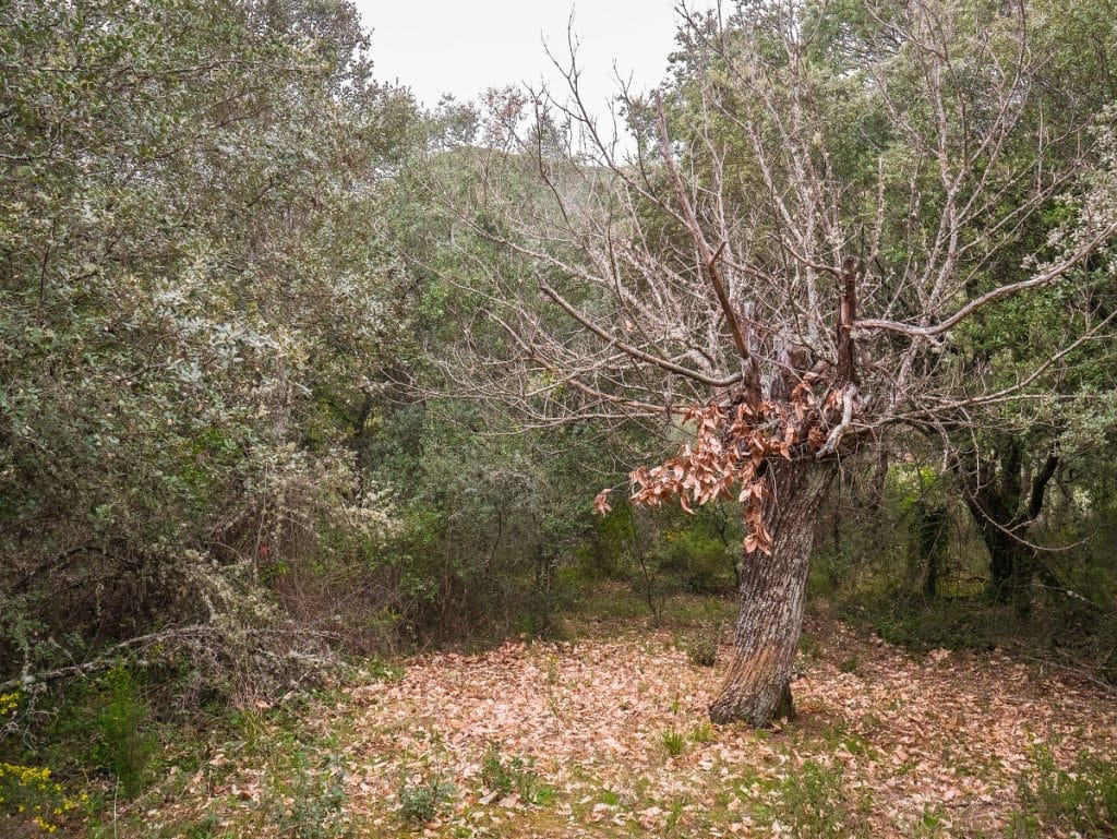 tree with few leaves on its branches