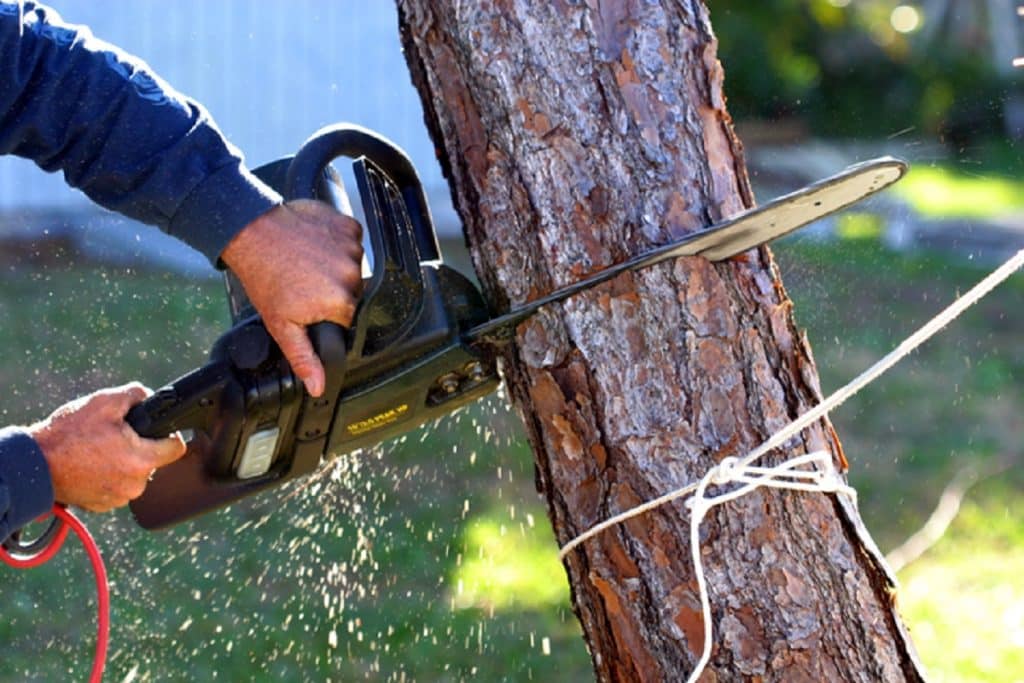 chainsaw used to cut down a tree