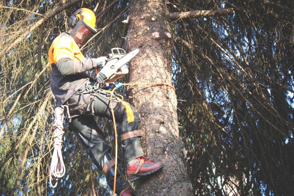Arborist cutting branches