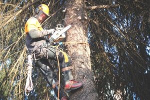 Arborist cutting branches