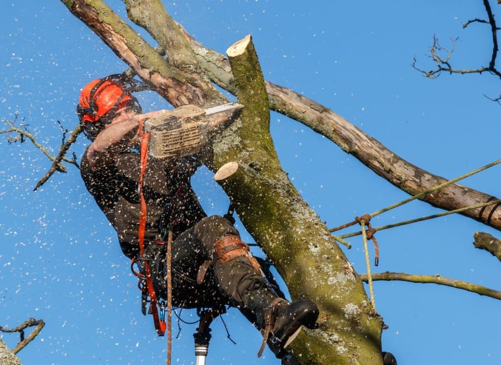 Worker using chainsaw on tree