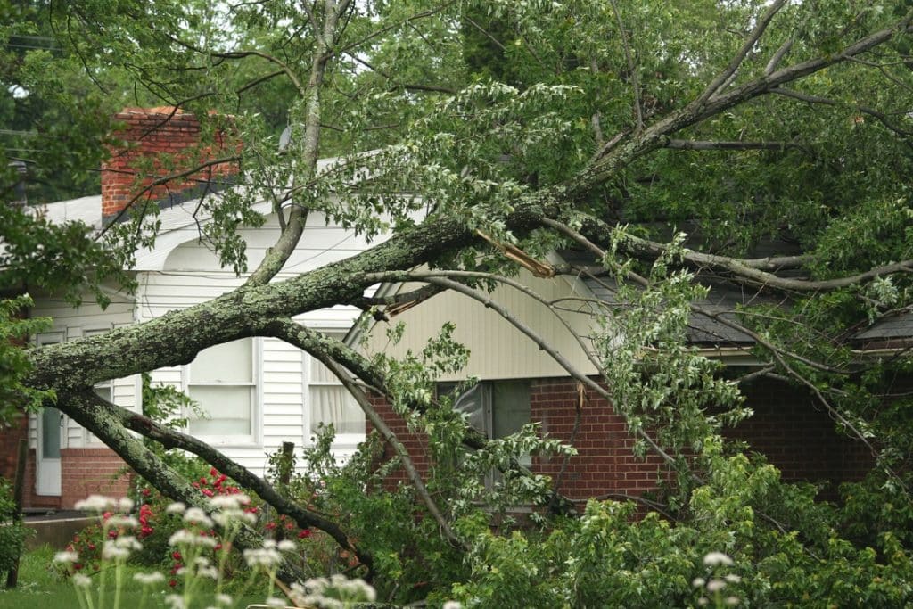 Fallen tree on home