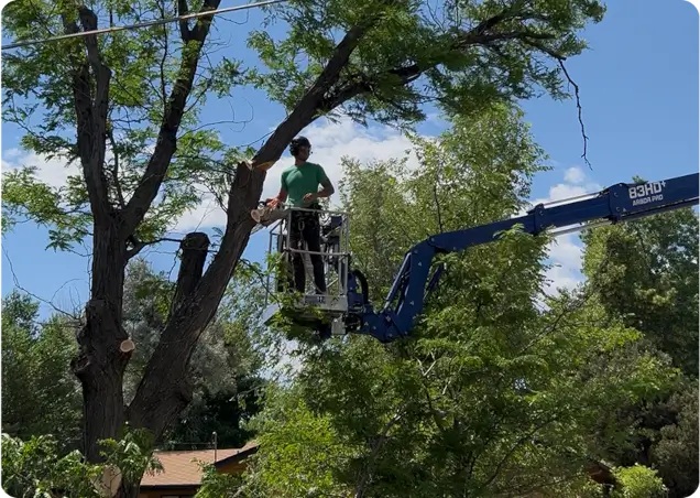 About Roots Up Tree Company