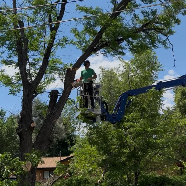 Lafayette’s New Tree Ordinance: What Homeowners Need to Know Before Pruning for Fire Safety