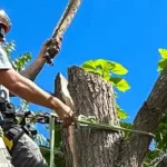 Tree Removal