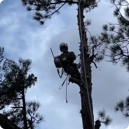 lafayette tree trimming