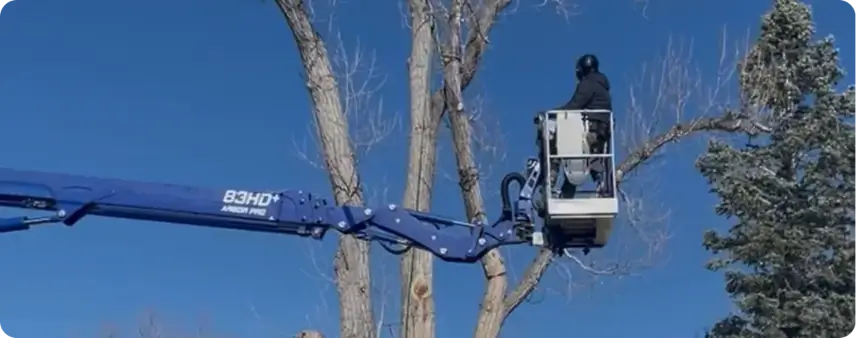 tree service in lafayette co