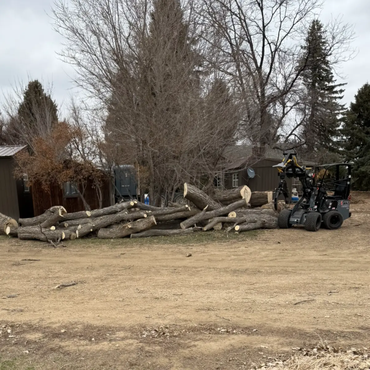 Tree Service in Lyons, CO