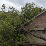Storm-damaged tree blocking a residential driveway in Erie, Colorado