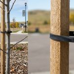 Young tree improperly staked with tight ties causing bark damage in Erie, Colorado